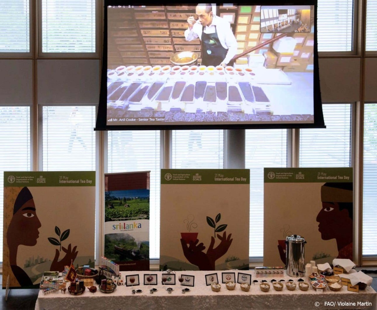 Sri Lanka marks International Tea Day with FAO at the UN in Geneva picture 6