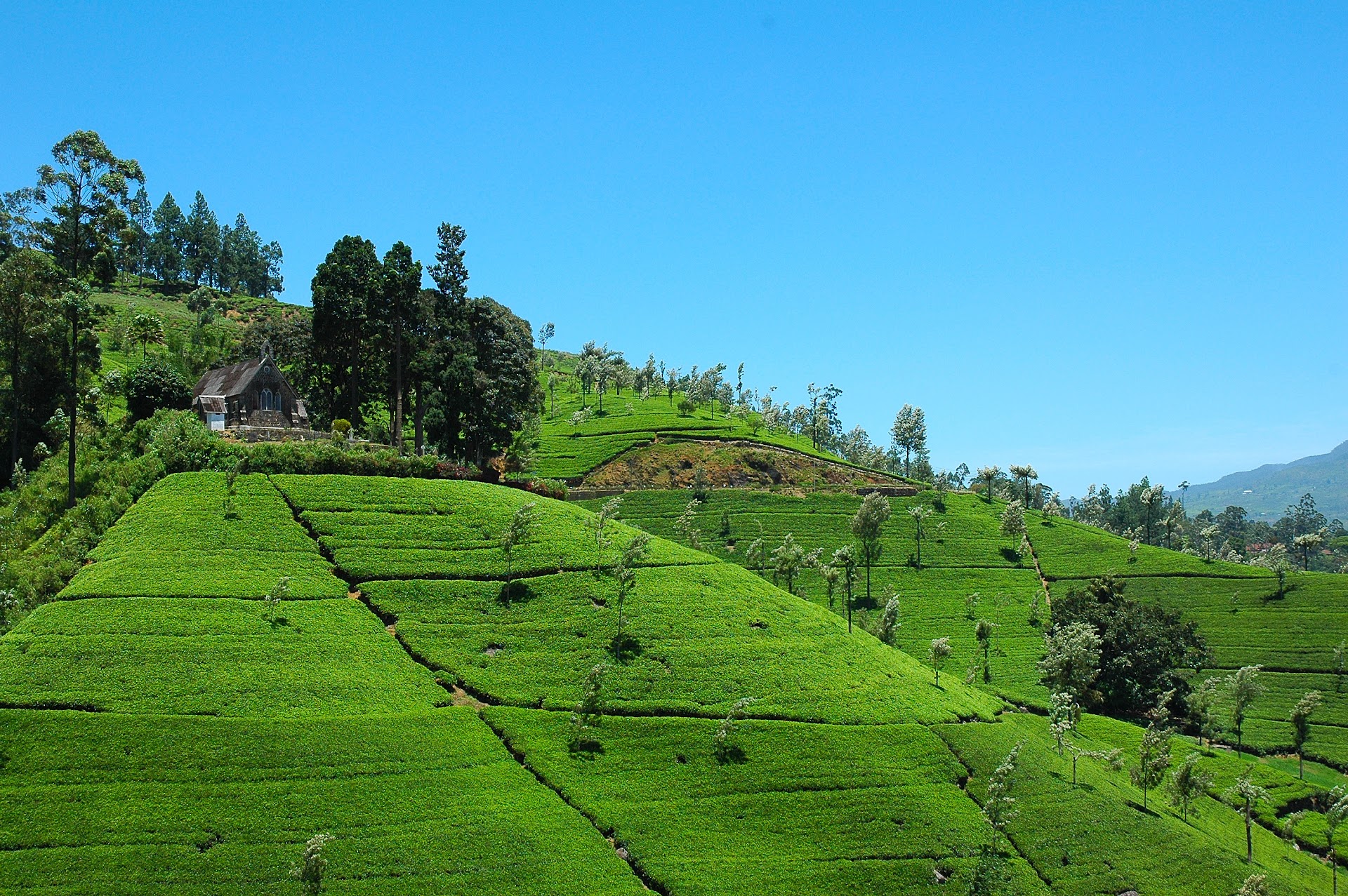 Green tea estates rolling across Sri Lanka’s hill country beneath a blue sky