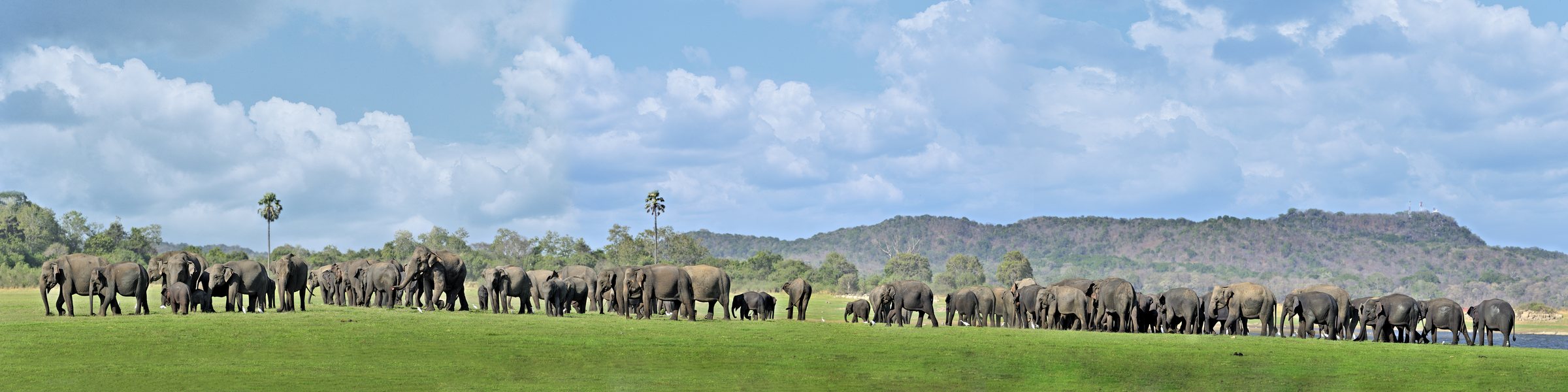 A herd of elephants crossing open grassland in Minneriya National Park