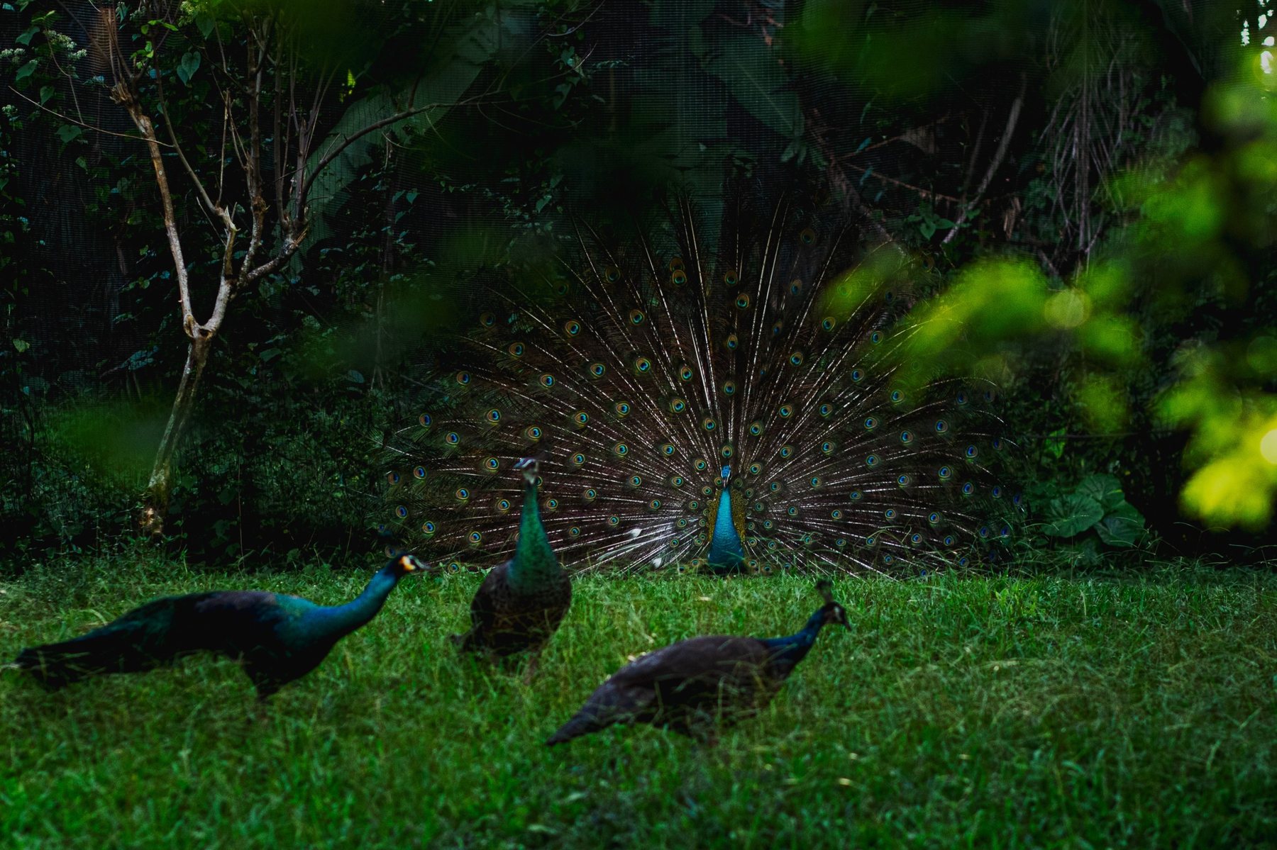 Peacocks displaying their feathers in a green Sri Lankan garden