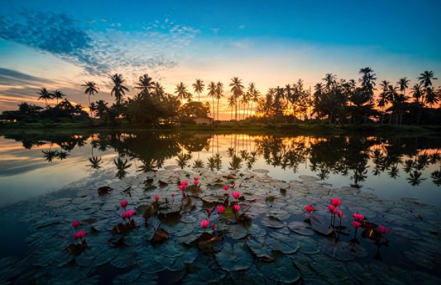 Pink water lilies and palm silhouettes reflected in a lagoon at sunset
